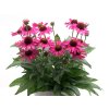 Echinacea PickUpPink