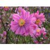 5677 anemone bressingham glow