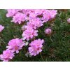 5680 armeria new zeland form