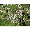 5686 aster macrophyllus albus