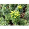 5710 euphorbia deflexa