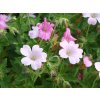 5713 geranium endresii
