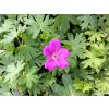 5719 geranium tiny monster
