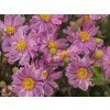 5749 anemone pretty lady emily