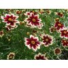 5755 coreopsis ruby frost
