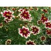 coreopsis ruby frost
