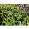 Agastache little adder