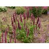 5782 agastache bellicious pink