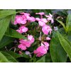 5788 phlox flame pink