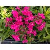 5809 phlox early red