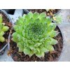 sempervivum reinhard
