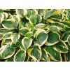 5833 hosta wide brim