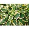 hosta wide brim