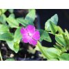vinca minor rubra