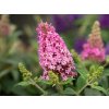 5854 buddleja davidii candy little pink