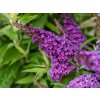 5857 buddleja davidii candy little purple