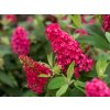 5860 buddleja davidii candy little ruby
