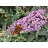 5863 buddleja davidii candy little sweetheart