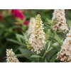 5866 buddleja davidii candy little white