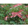 5869 dicentra spectabilis valentine