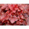 5890 heuchera galaxy