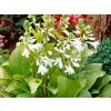 5915 hosta royal standard resized