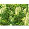 5924 agastache svraskala alabaster resized