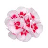 Pelargonium talia