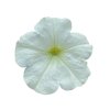 alpetunia White 25