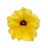 alpetunia Yellow dark center