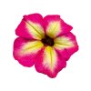 alpetunia Magenta Yellow star