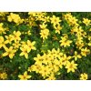 bidens eldoro yellow early
