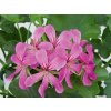6051 pelargonium balcon lilac