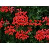 pelargonium balcon red