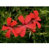 6057 pelargonium decora red