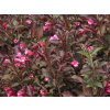 weigela florida tango