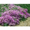 6120 thymus praecox minor