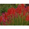 6126 redhot popsicle kniphofia hybrida 79376 1