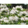 6129 bee bright monarda hybrida 77474 1