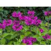 6132 bee free monarda hybrida 74283 2
