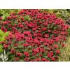bee happy monarda hybrida 74279 1