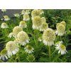 6138 echinacea delicious nougat