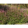 ample pink persicaria amplexicaulis 71485 1