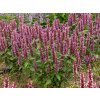 6156 beelicious purple agastache hybrida 74408 1