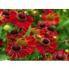 6162 mariachi siesta helenium hybrida 79085 1
