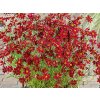 6171 coreopsis ruby red