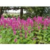 6177 danish delight agastache hybrida 70766 1
