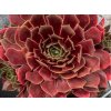 6189 bigsam ruby star imp sempervivum hybrida 76113 1