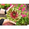 bigsam pink pomelo sempervivum hybrida 74551 1