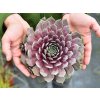 6195 bigsam purple quartz sempervivum hybrida 74543 1